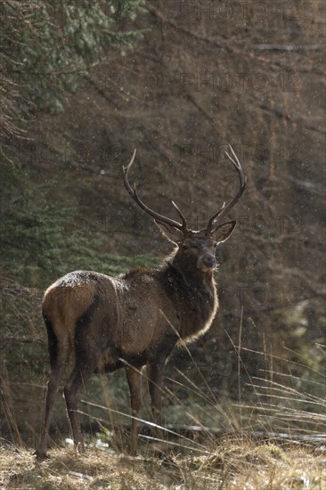 Red deer