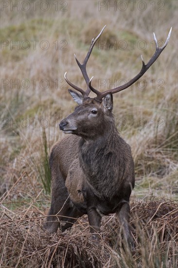 Red deer