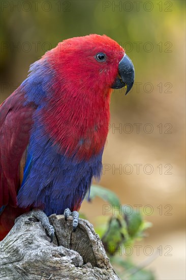 Eclectus parrot