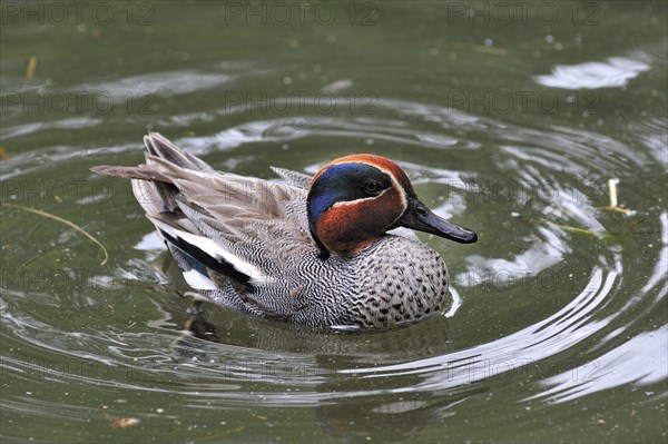 Common Teal