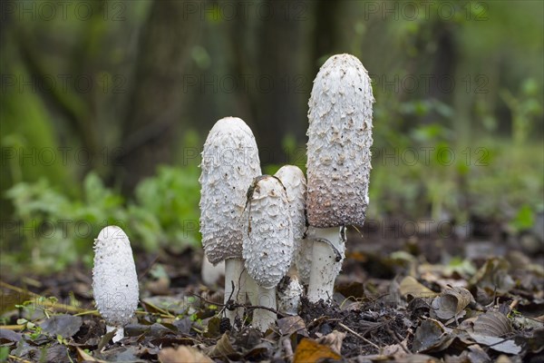 Shaggy ink cap