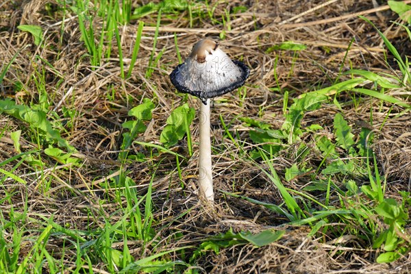 Stinkhorns