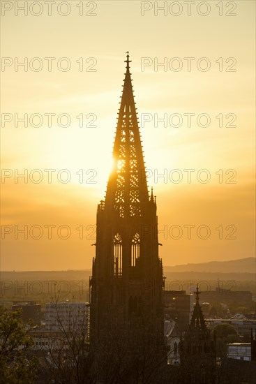 Freiburg Cathedral