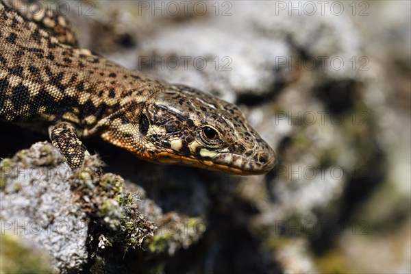 Common wall lizard