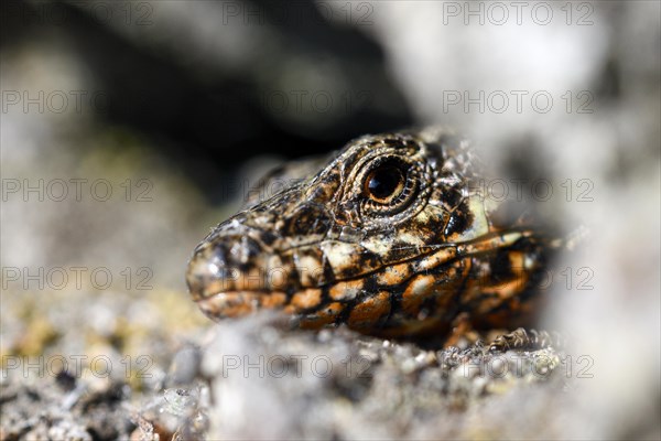 Common wall lizard