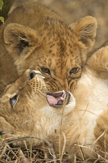 Head shot of wo lion cubs playing with each other in Masai Mara