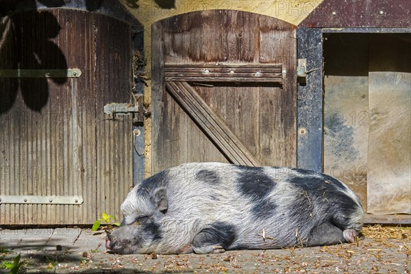 Miniature pig