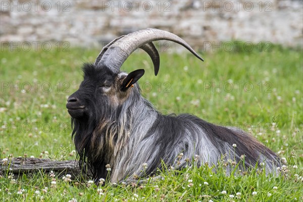 Black landrace goat resting in meadow at farm