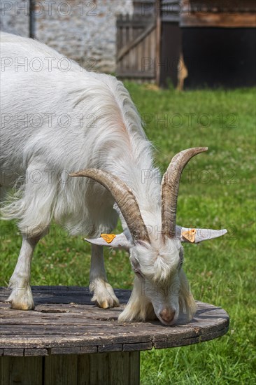 White goat on platform in grassland at petting zoo