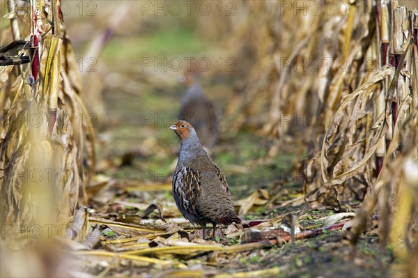 Grey partridge