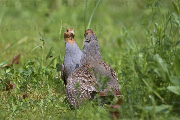 Two territorial male grey partridges