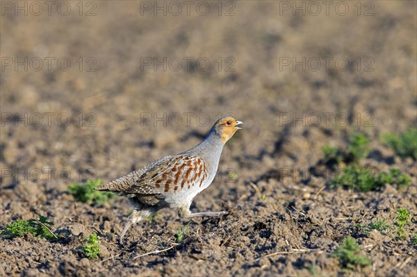 Grey partridge