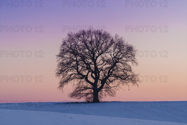 Common oak