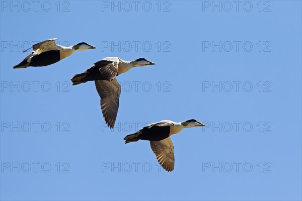 Common Eider