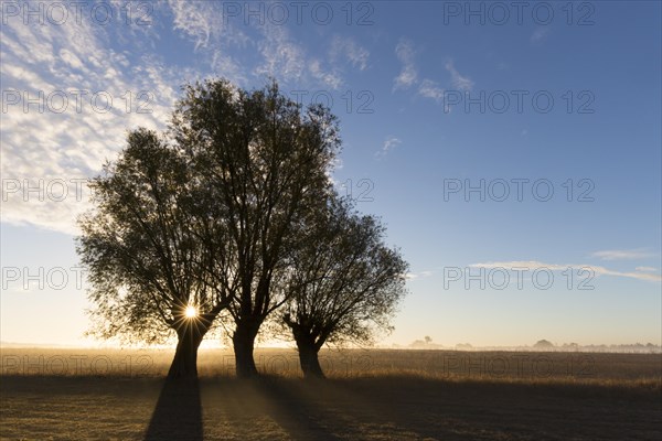 Sun shining through branches of pollard willows/ pollarded white willows