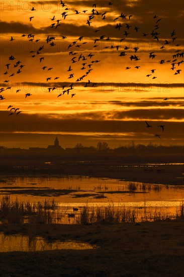 Flock of ducks silhouetted against sunset flying over field in winter in the Uitkerkse Polder nature reserve near Blankenberge