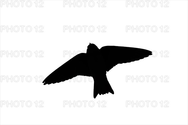 Silhouette of European sand martin