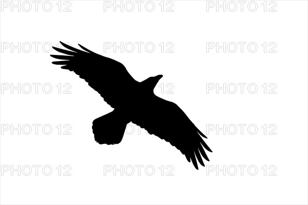 Silhouette of common raven