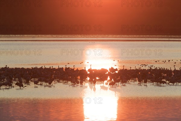 Flock of common cranes