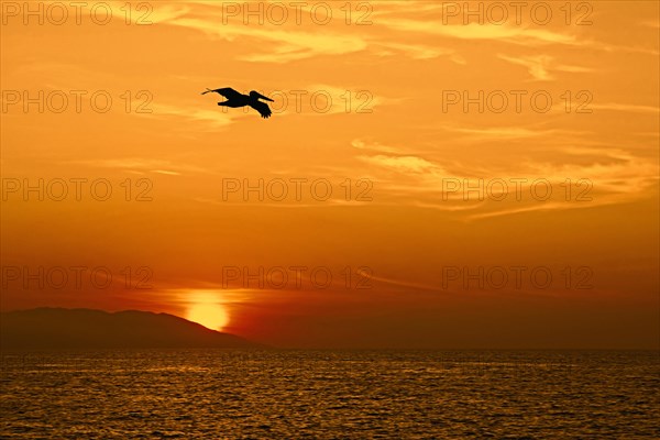 Silhouette of brown pelican