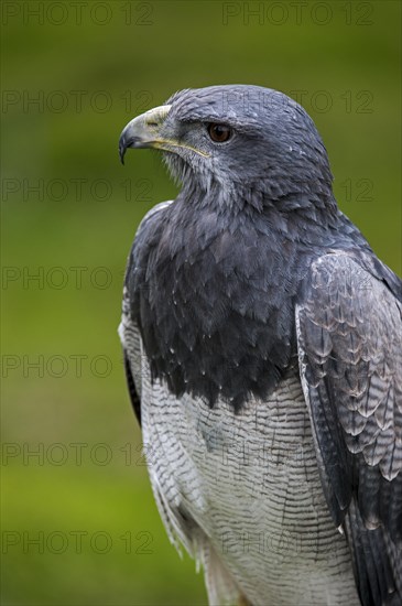 Close up of Black-chested buzzard-eagle