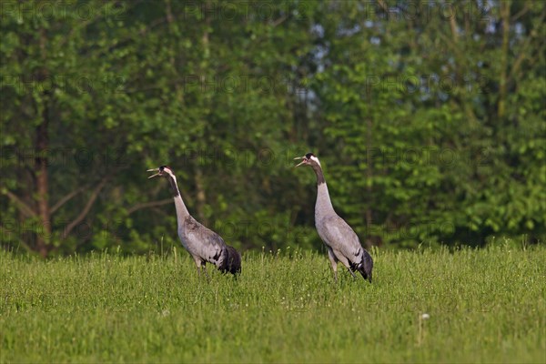 Two Common cranes