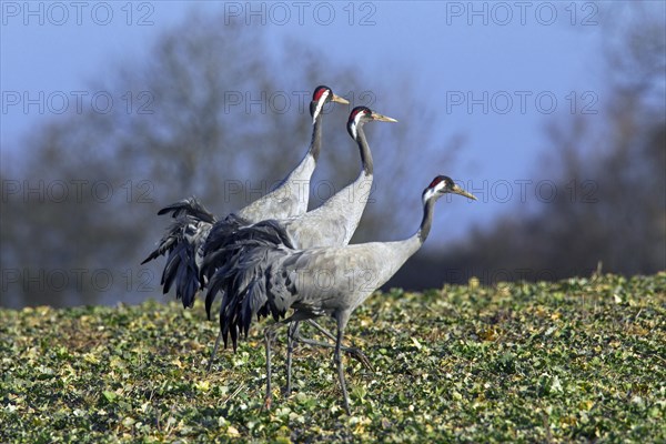 Three common cranes