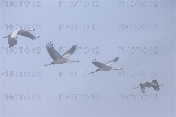 Migrating common cranes
