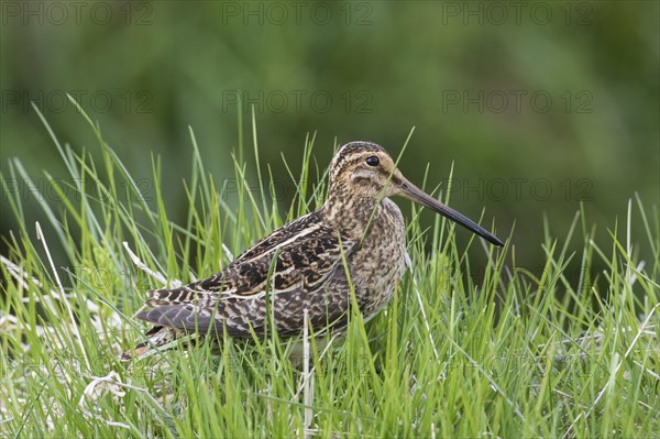 Common snipe