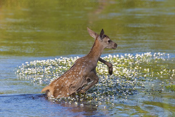 Red deer