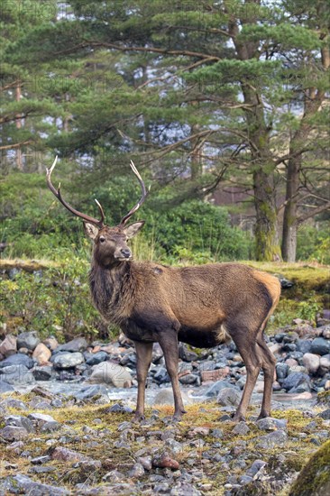 Red deer