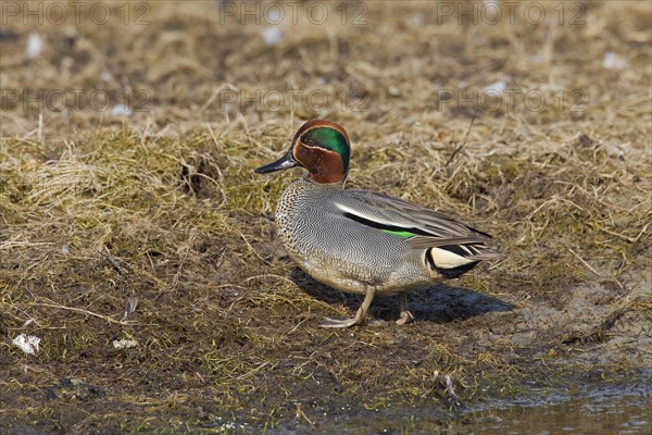 Eurasian Teal