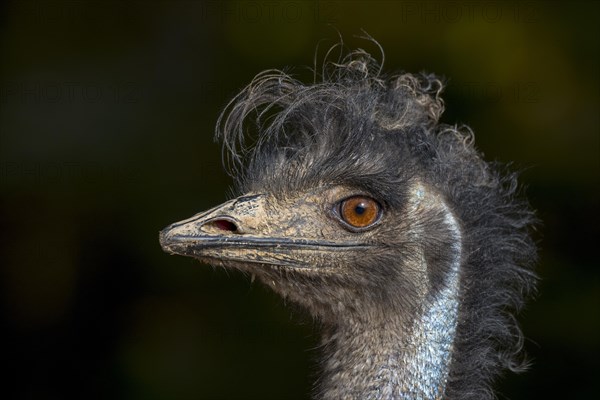 Emu