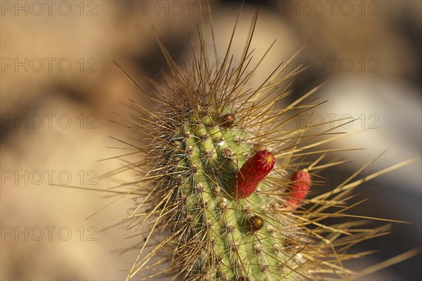 Cactus