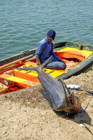 Local fisherman old man in small boat wooden boat on sea at quay wall looking at caught fish atlantic blue marlin
