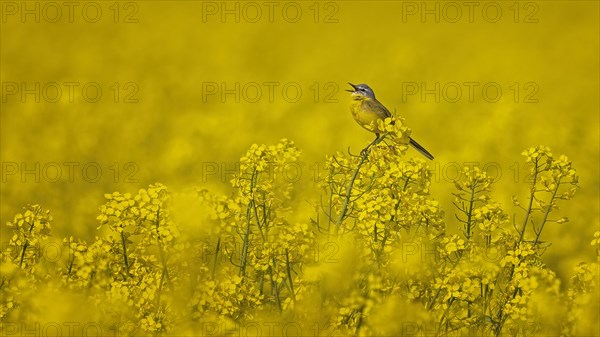 Western yellow wagtail