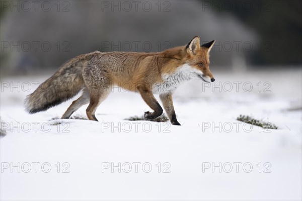 Red fox