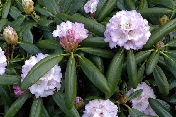 Flowering rhododendrons