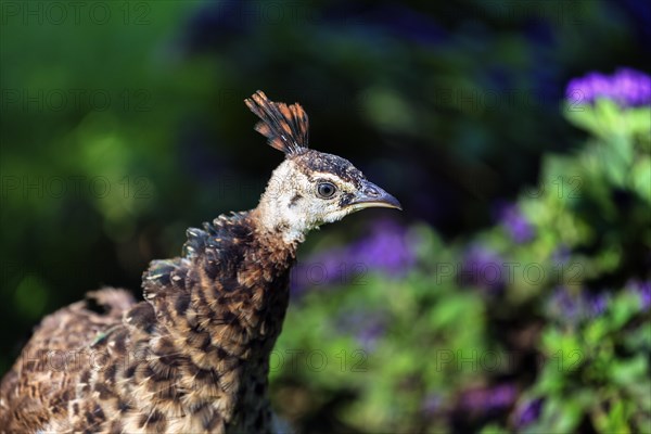 Indian peafowl