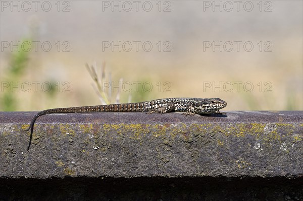 Common wall lizard