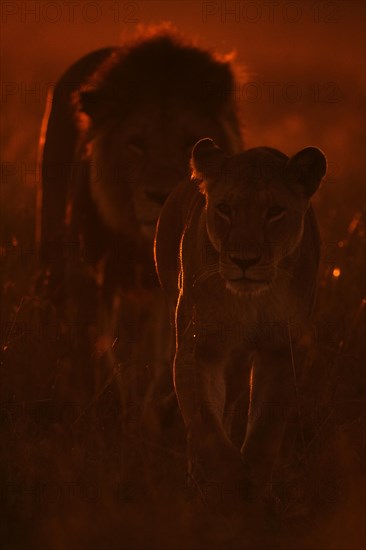Backlit African lioness leading a male lion in the grasslands of Masai Mara at da