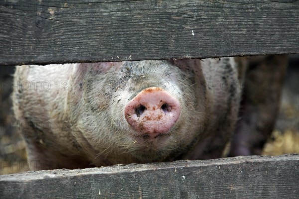 Curious domestic pig