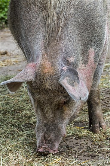 Close-up of female domestic pig