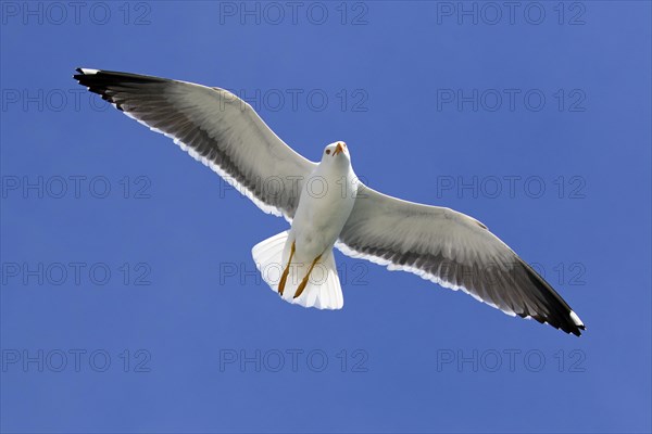 Lesser black-backed gull