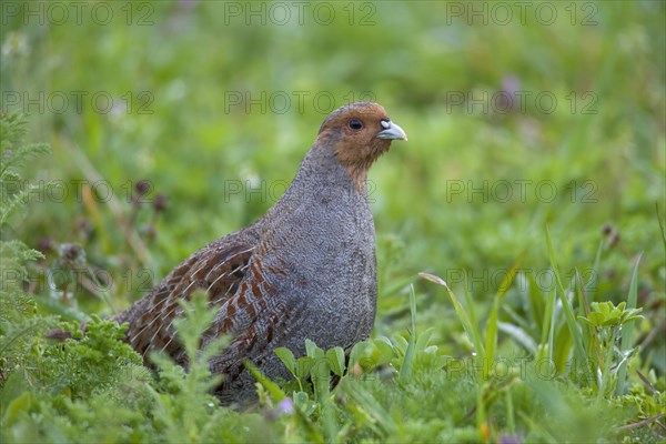 Grey Partridge