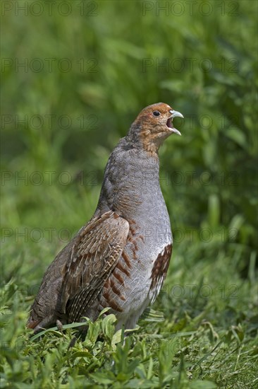 Grey partridge