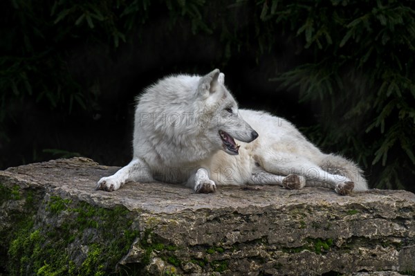 Arctic wolf