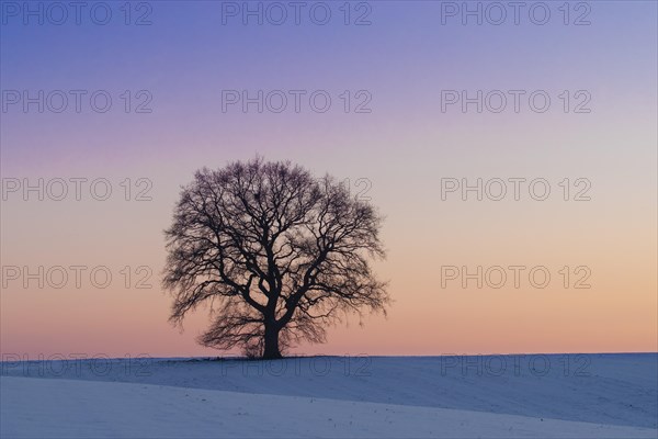 Common oak