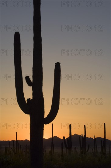 Silhouettes