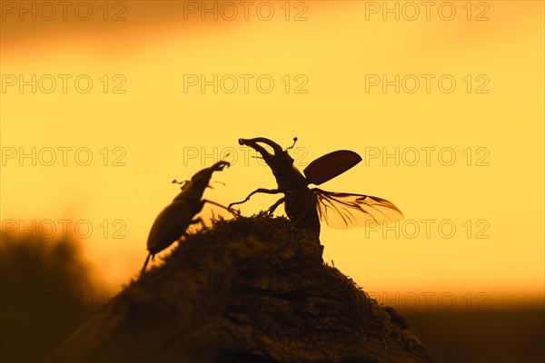 Two European stag beetle